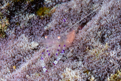 Sarasvati Anemone Shrimp - Ancylomenes sarasvati