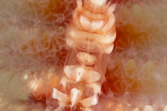 Shrimp on a Sea Pen