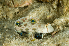 Signal Goby - Signigobius biocellatus
