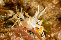 Spiny Tiger Shrimp - Phyllognathia ceratophthalmus
