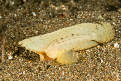Spiny Waspfish - Ablabys macracanthus