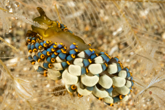 Tenellia sp.