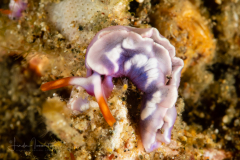 Thuridilla albopustulosa
