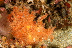 Weedy Scorpionfish - Rhinopias frondosa