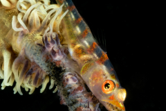 Wire Coral Goby - Bryaninops yongei