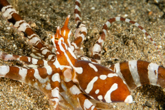 Wunderpus Octopus - Wunderpus photogenicus