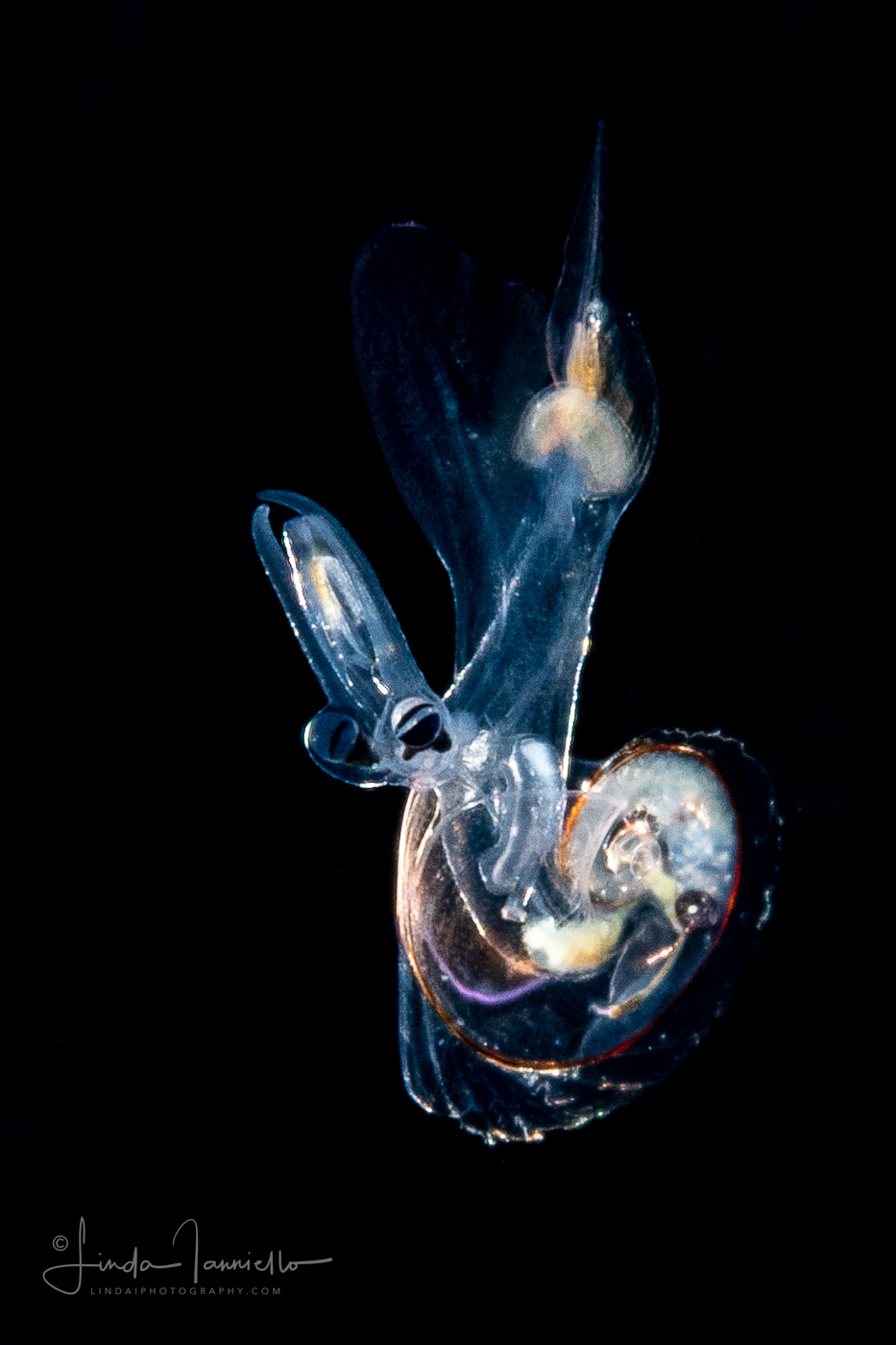 Atlantidae - Atlanta sp. - Pelagic Marine Gastropod Mollusk - Heteropod
