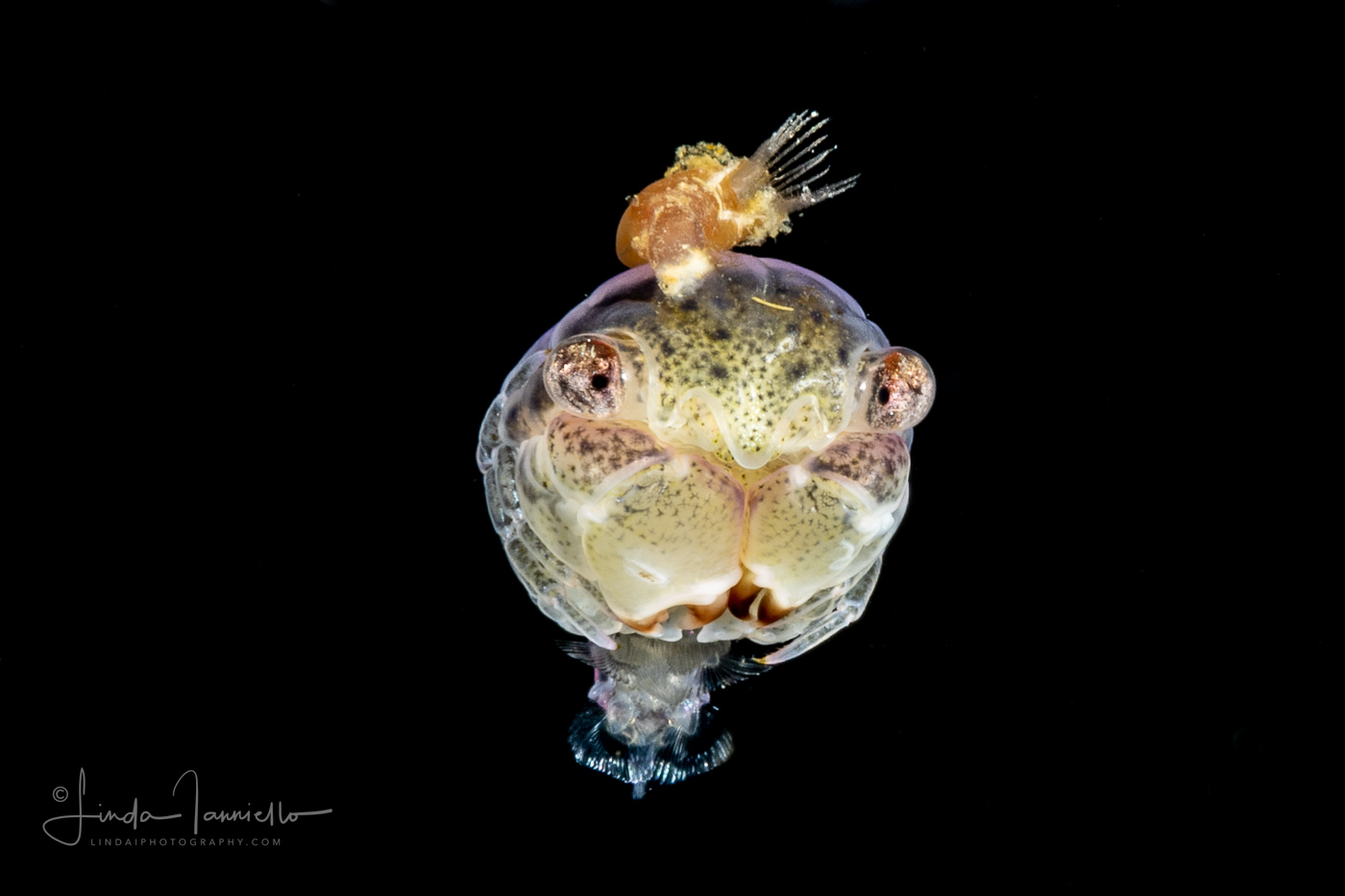 Crab Megalopa Larva with a Barnacle