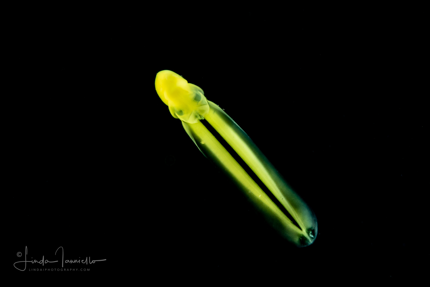 Larvacean - Pelagic Tunicate - Appendicularia - Oikopleuridae Family - With Bacteria (Yellow)