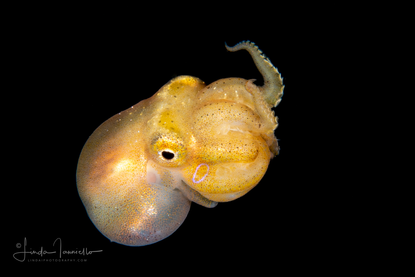 Mototi Octopus - Amphioctopus mototi