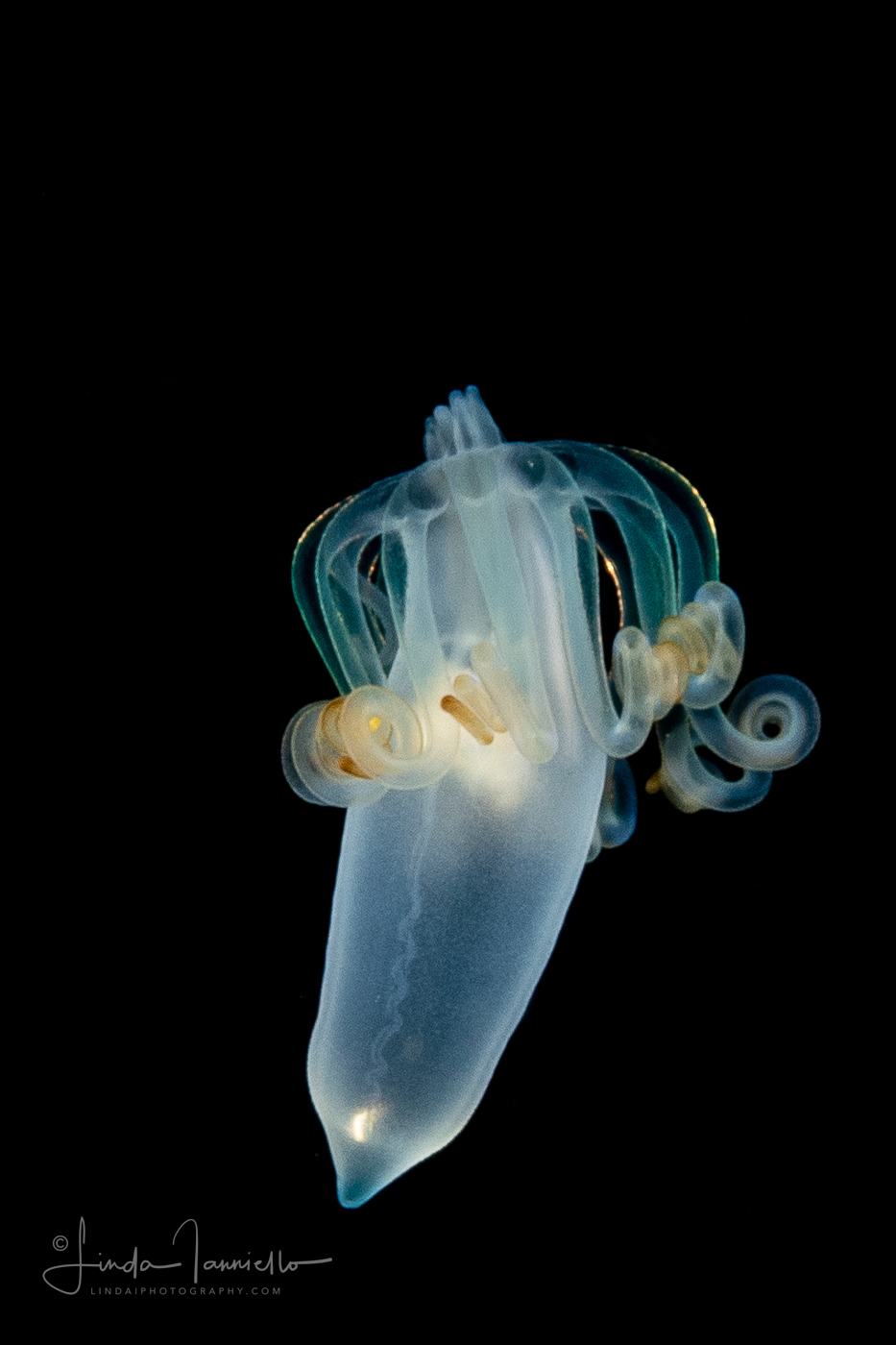 Pelagic Larval Stage of a Tube Anemone