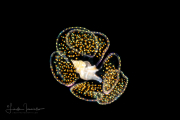 Veliger Larva of a Marine Gastropod Veliger Larva of a Marine Gastropod