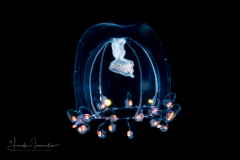 Hydromedusa - Family Bythotiariade - Possibly Protiaropsis cf. minor