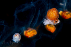 Argonautoid - Argonautoidea - Pelagic Octopus - Two In a Salp Chain