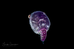 Crab Megalopa Larva