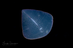Flatworm Larva