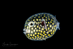 Guineafowl Puffer - Arothron meleagris - Juvenile