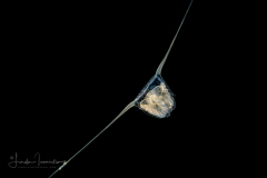 Hydromedusa - Anthoathecata - Amphinema turrida