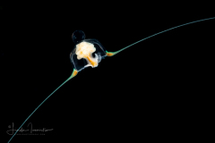 Hydromedusa - Anthoathecata - Amphinema rugosum