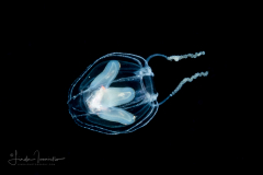Hydromedusa - Anthoathecata - Ectopleura sacculifera