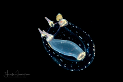 Hydromedusa - Anthoathecata - Corymorpha  species