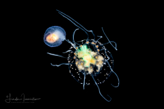 Hydromedusa - Anthoathecata - Proboscidactyla ornata - Captured a Sea Angel - Gymnosome Pteropod - Hydromyles globulosus