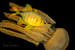 Jack and Jelly - Thysanostoma thysanura