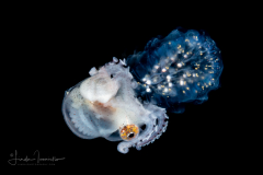 Paper Nautilus - Female - Argonaut - Argonautidae - Argonauta hians - on a Pyrosome