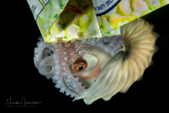 Paper Nautilus - Argonaut - Pelagic Octopus - Female