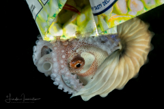 Paper Nautilus - Female - Argonaut - Argonautidae - Argonauta hians