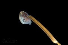 Paper Nautilus - Female - Argonaut - Argonautidae - Argonauta hians