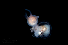 Paper Nautilus - Argonaut - Pelagic Octopus - Small Female - on a Sea Angel - Gymnosome Pteropod - Hydromyles globulosus