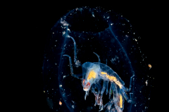 Pelagic Amphipod - Phronimidae - Phronima