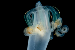 Pelagic Larval Stage of a Tube Anemone