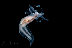Pelagic Midwater Nudibranch - Cephalopyge trematoides - feeding on gelatinous zooplankton