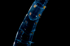 Pelagic Worm - Alciopidae Family