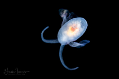 Sea Angel - Gymnosome Pteropod - Hydromyles globulosus