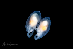 Sea Angel - Gymnosome Pteropod - Hydromyles globulosus - Mating