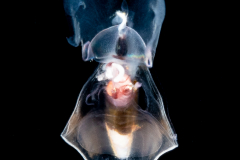 Sea Butterfly - Pteropod - Clio pyramidata - Planktonic Mollusk
