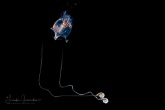 Sea Butterfly - Pteropoda - Euthecosomata - Cavolinia inflexa
