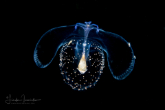 Sea Butterfly - Pteropoda - Pseudothecosomata - Corolla spectabilis