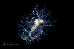 Sea Cucumber - Large Auricularia Stage Larva