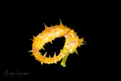 Seahorse