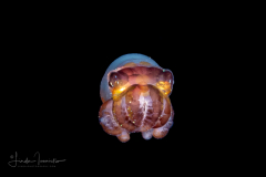 Small Octopus