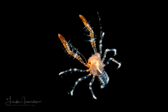 Squat Lobster