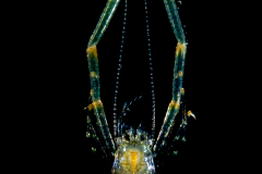 Squat Lobster ?