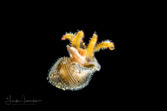 Veliger Larva of a Marine Gastropod