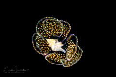 Veliger Larva of a Marine Gastropod