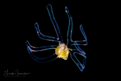 Veliger Larva of a Marine Gastropod
