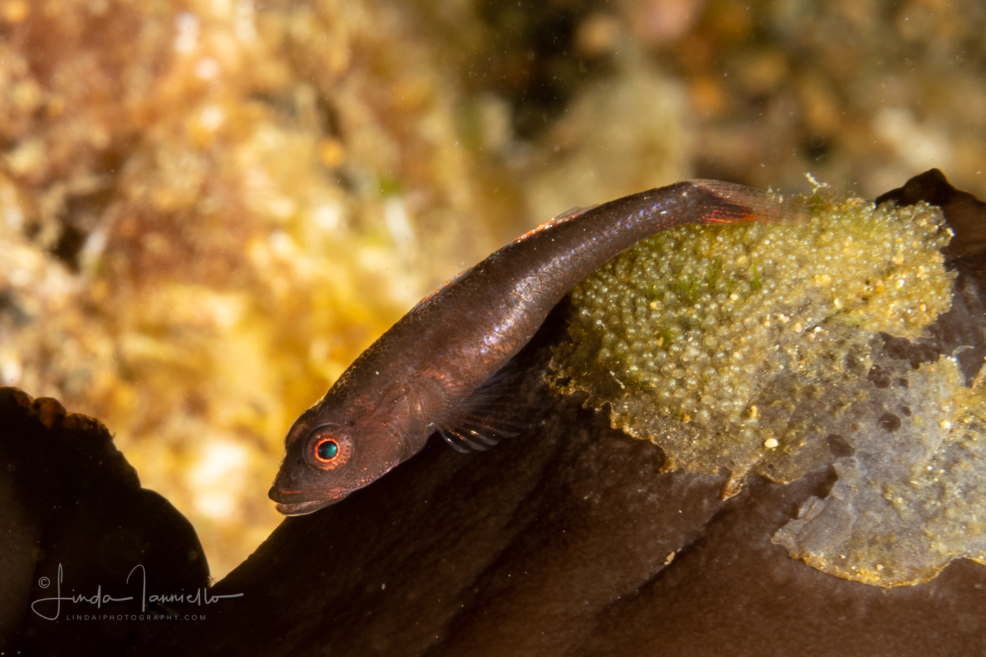 Goby with Eggs